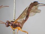 ǦW:Dolichomitus melanomerus tinctipennis (Cameron, 1899)