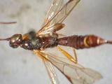 學名:Dolichomitus melanomerus tinctipennis (Cameron, 1899)
