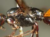 學名:Dolichomitus longicauda (Smith, 1877)訂正前拉丁舊學名:Neotropical longicauda Smith, 1877訂正後拉丁新學名:Dolichomitus longicauda (Smith, 1877)