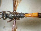 學名:Dolichomitus longicauda (Smith, 1877)訂正前拉丁舊學名:Neotropical longicauda Smith, 1877訂正後拉丁新學名:Dolichomitus longicauda (Smith, 1877)