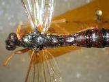 學名:Dolichomitus tuberculatus (Geoffroy, 1785)訂正前拉丁舊學名:Ichneumon tuberculatus Geoffroy, 1785訂正後拉丁新學名:Dolichomitus tuberculatus (Geoffroy, 1785)