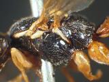 學名:Acropimpla leucostoma (Cameron, 1907)訂正前拉丁舊學名:Exeristes pulchella Morley , 1913；Acropimpla pulchella (Morley , 1913)訂正後拉丁新學名:Acropimpla leucostoma (Cameron, 1907)