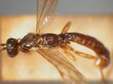 學名:Clistopyga incitator (Fabricius, 1793)訂正前拉丁舊學名:Ichneumon incitator Fabricius, 1793訂正後拉丁新學名:Clistopyga incitator (Fabricius, 1793)