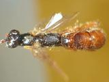 學名:Clistopyga incitator (Fabricius, 1793)訂正前拉丁舊學名:Ichneumon incitator Fabricius, 1793訂正後拉丁新學名:Clistopyga incitator (Fabricius, 1793)