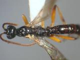 學名:Clistopyga incitator (Fabricius, 1793)訂正前拉丁舊學名:Ichneumon incitator Fabricius, 1793訂正後拉丁新學名:Clistopyga incitator (Fabricius, 1793)