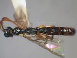 學名:Clistopyga incitator (Fabricius, 1793)訂正前拉丁舊學名:Ichneumon incitator Fabricius, 1793訂正後拉丁新學名:Clistopyga incitator (Fabricius, 1793)