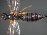 學名:Gregopimpla himalayensis (Cameron, 1899)訂正前拉丁舊學名:Pimpla himalayensis Cameron, 1899；Iseropus himalayensis (Cameron, 1899)訂正後拉丁新學名:Gregopimpla himalayensis (Cameron, 1899)