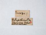 學名:Zaglyptus multicolor (Gravenhorst, 1829)訂正前拉丁舊學名:Polysphincta multicolor Gravenhorst, 1829訂正後拉丁新學名:Zaglyptus multicolor (Gravenhorst, 1829)