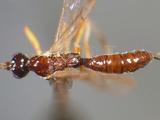 學名:Acrodactyla degener (Haliday, 1839)訂正前拉丁舊學名:Pimpla degener Haliday, 1839訂正後拉丁新學名:Acrodactyla degener (Haliday, 1839)