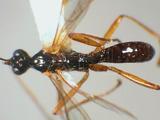 學名:Acrodactyla degener (Haliday, 1839)訂正前拉丁舊學名:Pimpla degener Haliday, 1839訂正後拉丁新學名:Acrodactyla degener (Haliday, 1839)