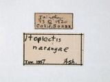 學名:Itoplectis naranyae (Ashmead, 1906)訂正前拉丁舊學名:Nesopimpla naranyae Ashmead, 1906訂正後拉丁新學名:Itoplectis naranyae (Ashmead, 1906)