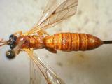 學名:Itoplectis maculator cruentata (Rudow,1883)訂正前拉丁舊學名:Itoplectis rufiventris (Ashmead,1906)訂正後拉丁新學名:Itoplectis maculator cruentata (Rudow,1883)