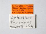 學名:Apechthis taiwana Uchida, 1928訂正前拉丁舊學名:Ephialtes taiwanus (Uchida, 1928)訂正後拉丁新學名:Apechthis taiwana Uchida, 1928