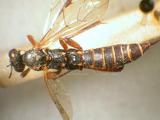 學名:Pimpla flavipalpis Cameron, 1899訂正前拉丁舊學名:Coccygomimus flavipalpis (Cameron, 1899)訂正後拉丁新學名:Pimpla flavipalpis Cameron, 1899