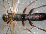 學名:Pimpla luctuosa Smith, 1874訂正前拉丁舊學名:Coccygomimus luctuosa (Smith, 1874)訂正後拉丁新學名:Pimpla luctuosa Smith, 1874