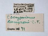 學名:Pimpla cameronii Dalla Torre, 1901訂正前拉丁舊學名:Coccygomimus cameronii (Dalla Torre, 1901)訂正後拉丁新學名:Pimpla cameronii Dalla Torre, 1901