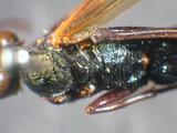 學名:Pimpla cyanator Morley, 1914訂正前拉丁舊學名:Coccygomimus cyanator (Morley, 1914)訂正後拉丁新學名:Pimpla cyanator Morley, 1914