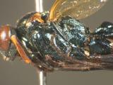 學名:Pimpla cyanator Morley, 1914訂正前拉丁舊學名:Coccygomimus cyanator (Morley, 1914)訂正後拉丁新學名:Pimpla cyanator Morley, 1914