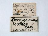學名:Pimpla laothoe Cameron, 1897訂正前拉丁舊學名:Coccygomimus laothoe (Cameron, 1897)訂正後拉丁新學名:Pimpla laothoe Cameron, 1897