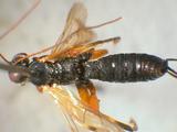 學名:Pimpla nipponica Uchida, 1928訂正前拉丁舊學名:Pimpla parnarae Viereck, 1912；Coccygomimus nipponicus (Uchida, 1928)訂正後拉丁新學名:Pimpla nipponica Uchida, 1928