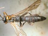 學名:Pimpla aethiops Curtis, 1828訂正前拉丁舊學名:Coccygomimus parnarae (Viereck, 1912)訂正後拉丁新學名:Pimpla aethiops Curtis, 1828