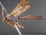 ǦW:Pimpla aethiops Curtis, 1828