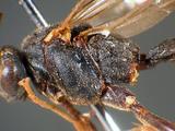 學名:Pimpla aethiops Curtis, 1828訂正前拉丁舊學名:Coccygomimus parnarae (Viereck, 1912)訂正後拉丁新學名:Pimpla aethiops Curtis, 1828