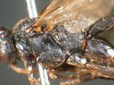 學名:Pimpla aethiops Curtis, 1828訂正前拉丁舊學名:Coccygomimus parnarae (Viereck, 1912)訂正後拉丁新學名:Pimpla aethiops Curtis, 1828