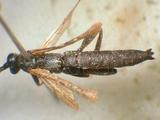 學名:Pimpla aethiops Curtis, 1828訂正前拉丁舊學名:Coccygomimus parnarae (Viereck, 1912)訂正後拉丁新學名:Pimpla aethiops Curtis, 1828