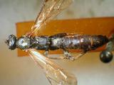 學名:Pimpla aethiops Curtis, 1828訂正前拉丁舊學名:Coccygomimus parnarae (Viereck, 1912)訂正後拉丁新學名:Pimpla aethiops Curtis, 1828