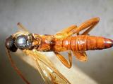 學名:Pimpla taihokensis Uchida, 1930訂正前拉丁舊學名:Coccygomimus taihokensis (Uchida, 1930)訂正後拉丁新學名:Pimpla taihokensis Uchida, 1930