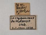學名:Pimpla taihokensis Uchida, 1930訂正前拉丁舊學名:Coccygomimus taihokensis (Uchida, 1930)訂正後拉丁新學名:Pimpla taihokensis Uchida, 1930