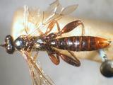 學名:Echthromorpha agrestoria fuscator (Fabricius, 1793)