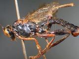 ǦW:Echthromorpha agrestoria fuscator (Fabricius, 1793)