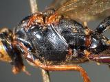 學名:Echthromorpha agrestoria fuscator (Fabricius, 1793)