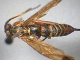 學名:Echthromorpha agrestoria notulatoria (Fabricius, 1804)