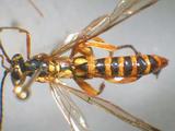 學名:Echthromorpha agrestoria notulatoria (Fabricius, 1804)