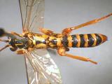 學名:Echthromorpha agrestoria notulatoria (Fabricius, 1804)