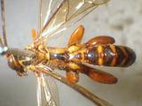 學名:Echthromorpha agrestoria (Swederus, 1787)