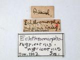 學名:Echthromorpha nigricornis (Smith, 1865)