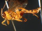 ǦW:Xanthopimpla lepcha (Cameron, 1899)