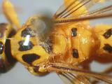 學名:Xanthopimpla pedator (Fabricius, 1775)拉丁同物異名:Ichneumon pedator Fabricius, 1775訂正前拉丁舊學名:Ichneumon pedator Fabricius, 1775訂正後拉丁新學名:Xanthopimpla pedator (Fabricius, 1775)