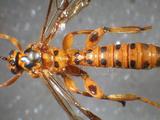 學名:Xanthopimpla pedator (Fabricius, 1775)拉丁同物異名:Ichneumon pedator Fabricius, 1775訂正前拉丁舊學名:Ichneumon pedator Fabricius, 1775訂正後拉丁新學名:Xanthopimpla pedator (Fabricius, 1775)