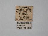 學名:Xanthopimpla clavata Krieger, 1914