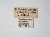 學名:Xanthopimpla decurtata detruncata Krieger, 1914訂正前拉丁舊學名:Xanthopimpla detruncata Krieger, 1914訂正後拉丁新學名:Xanthopimpla decurtata detruncata Krieger, 1914