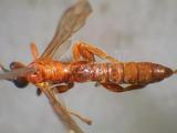 學名:Xanthopimpla flavolineata Cameron, 1907拉丁同物異名:Xanthopimpla emacuata Szepligeti, 1908