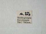 學名:Xanthopimpla flavolineata Cameron, 1907拉丁同物異名:Xanthopimpla emacuata Szepligeti, 1908