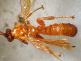 學名:Xanthopimpla flavolineata Cameron, 1907拉丁同物異名:Xanthopimpla emacuata Szepligeti, 1908