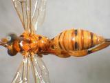 學名:Xanthopimpla honorata honorata (Cameron, 1899)訂正前拉丁舊學名:Xanthopimpla honorata (Cameron, 1899)訂正後拉丁新學名:Xanthopimpla honorata honorata (Cameron, 1899)