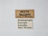 學名:Xanthopimpla honorata honorata (Cameron, 1899)訂正前拉丁舊學名:Xanthopimpla honorata (Cameron, 1899)訂正後拉丁新學名:Xanthopimpla honorata honorata (Cameron, 1899)